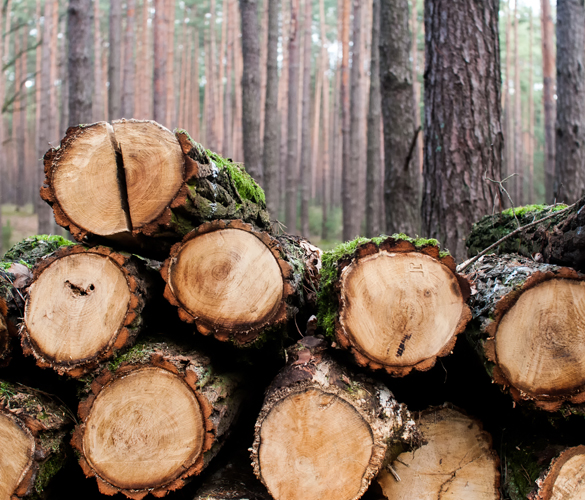 Vente de bois au détail à Malesherbes dans le Loiret (45)